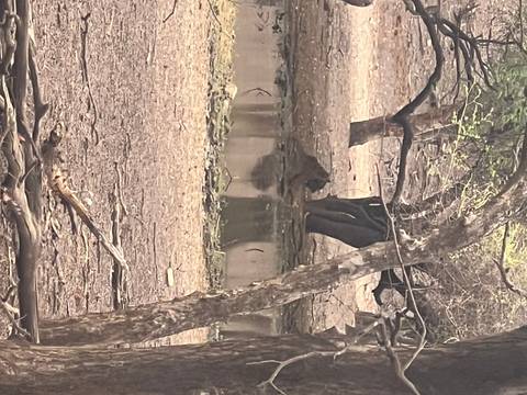       Upside-down reflection of a tree in water in a forest.
  