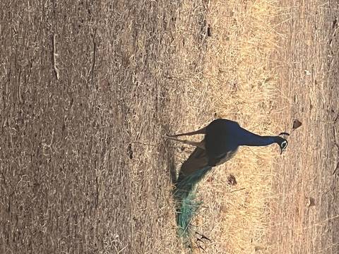       Upside-down peacock walking on dry ground.
  
