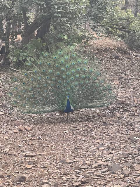       Peacock displaying feathers while standing on rocks.
  