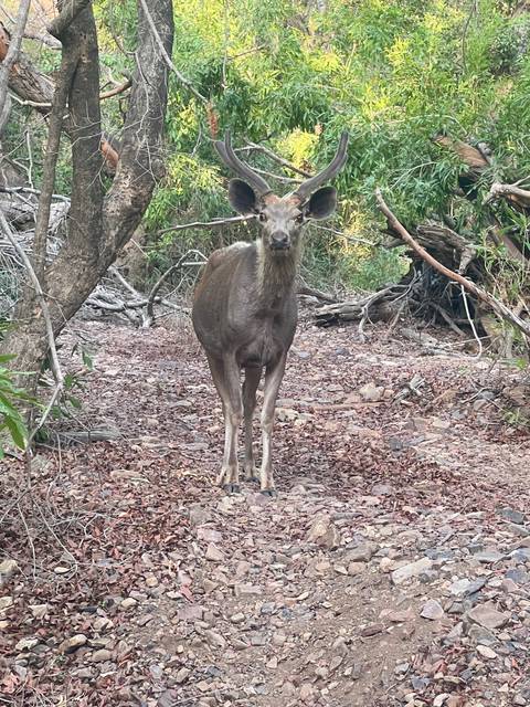       Deer standing in a forested area with rocks.
  