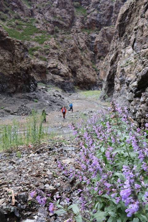       Tilted image of people hiking in a rocky area with flowers.
  