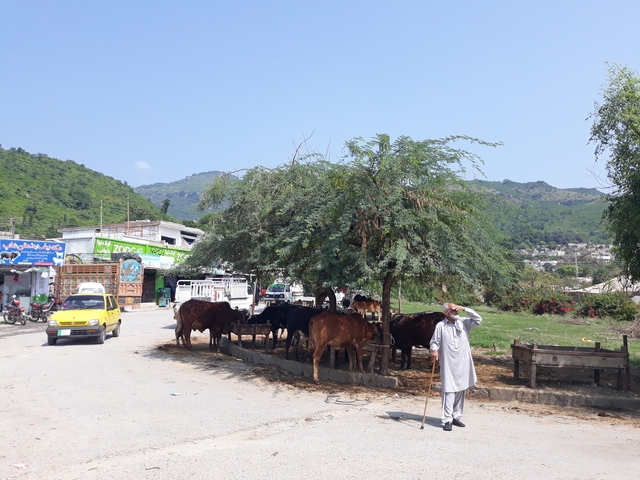       A street scene with cows, a car, and a man under a large tree.
  