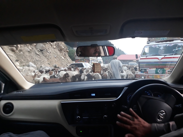       Inside a car with a view of a herd of goats blocking the road.
  