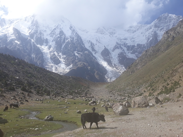 A valley with grazing animals and snow-covered mountain backdrop.