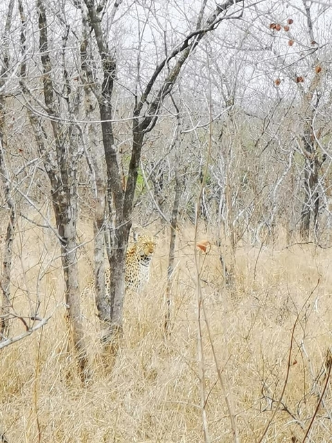 Photo d'avis client sur Safari au Kruger et route panoramique 