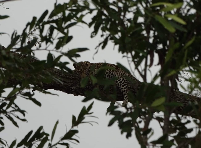 A leopard resting on a tree branch, partially obscured by leaves.