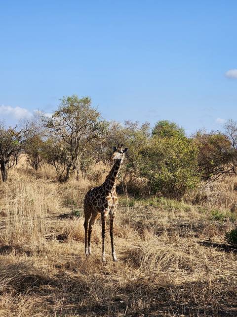       Lone giraffe standing in a savannah landscape.
  