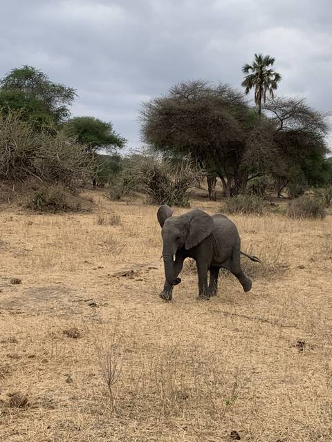 Young elephant in an open field.