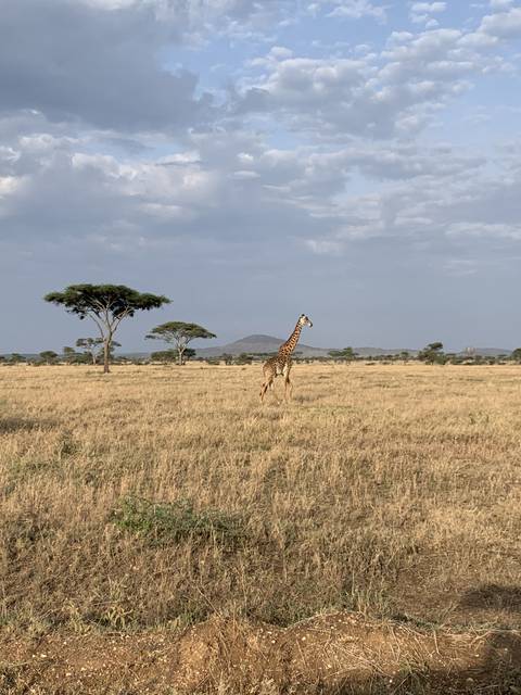       Giraffe standing in an open grassland.
  