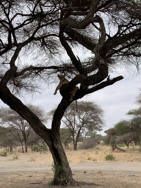 Lion on a tree in a dry savannah.
