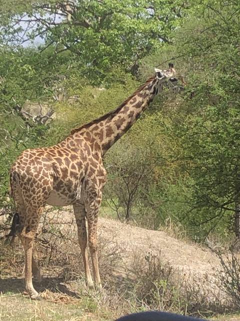 A giraffe standing near bushes, partly obscured by trees.
