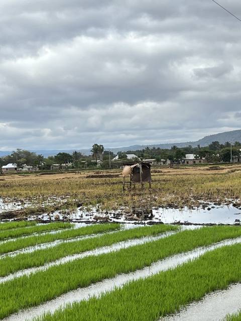 Field with cattle and irrigation system.