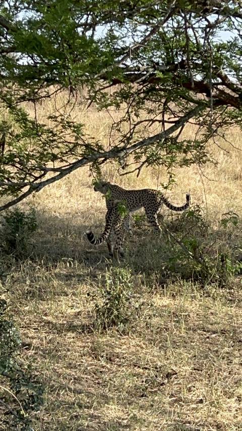       Leopard standing in dry grass and under a tree.
  