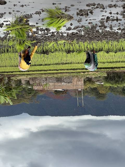       People working in a rice field.
  