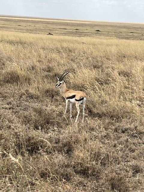       Antelope standing in dry grass.
  