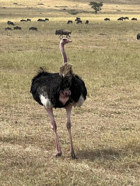 Ostrich standing on dry grass with other animals in the background.