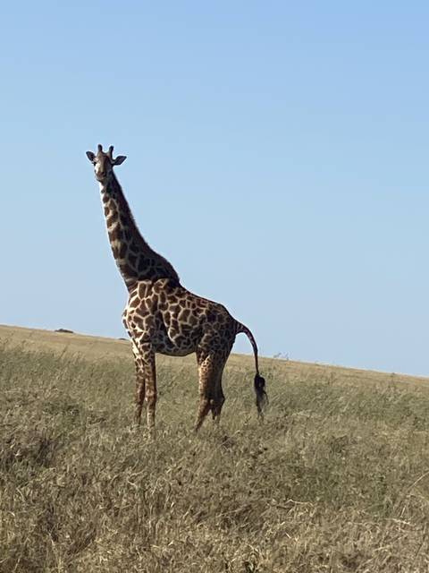       Giraffe standing in the savanna
  