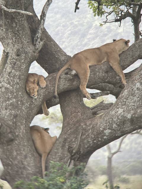 Lions resting in a tree
