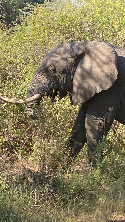 Elephant eating foliage