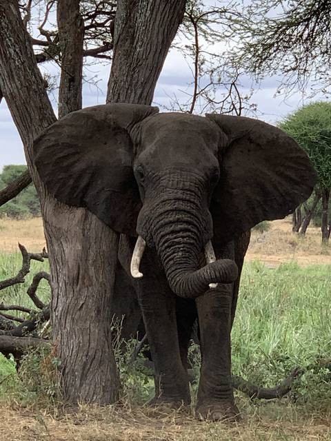       Elephant standing next to a tree
  