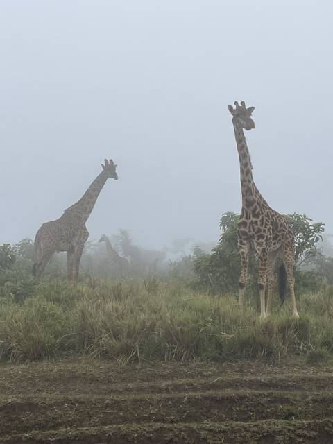 Giraffes in foggy grassland.