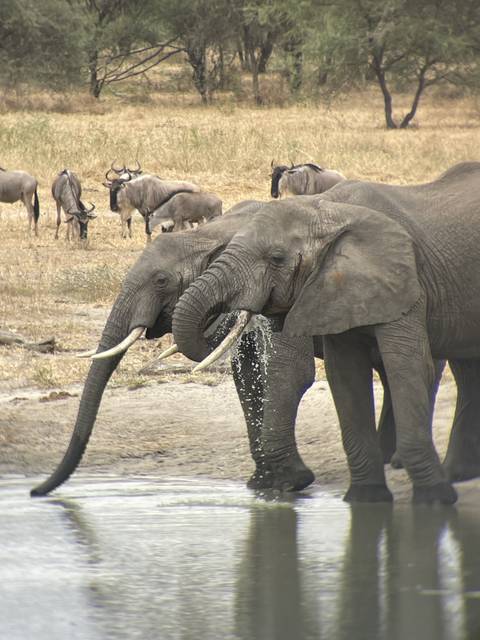 Elephants drinking water at a riverbank.