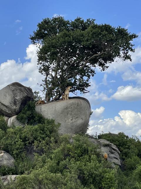 Lions resting on a rock ledge under a tree.