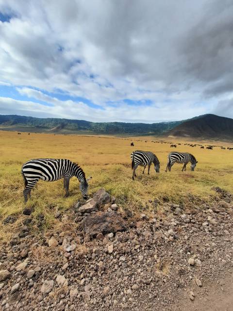 Group of zebras grazing on a rocky grassy area.
