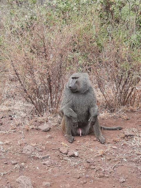 Baboon sitting on rocky ground.