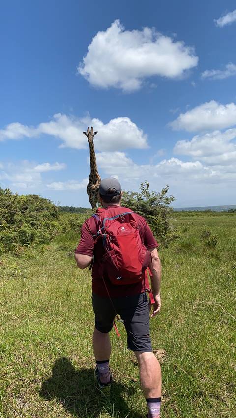       Person walking through a grassy area with a distant giraffe.
  