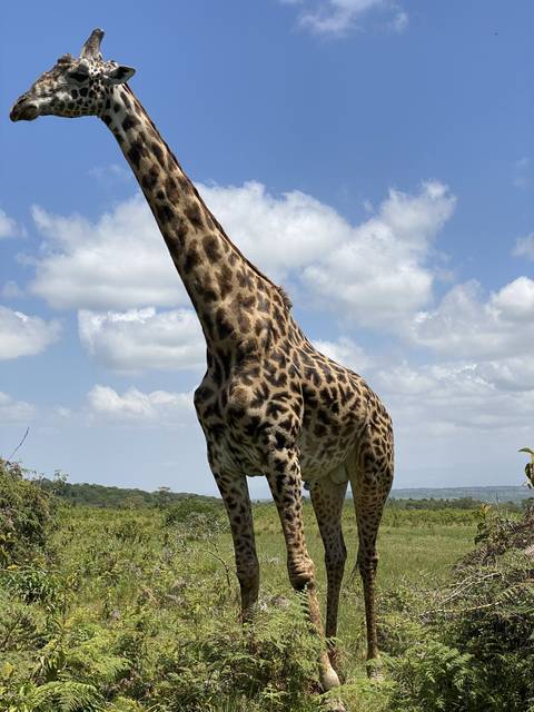       Giraffe standing in a savanna landscape.
  