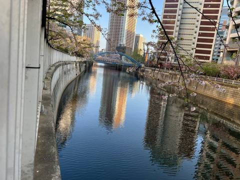       Reflections of buildings and cherry blossoms in a calm river.
  