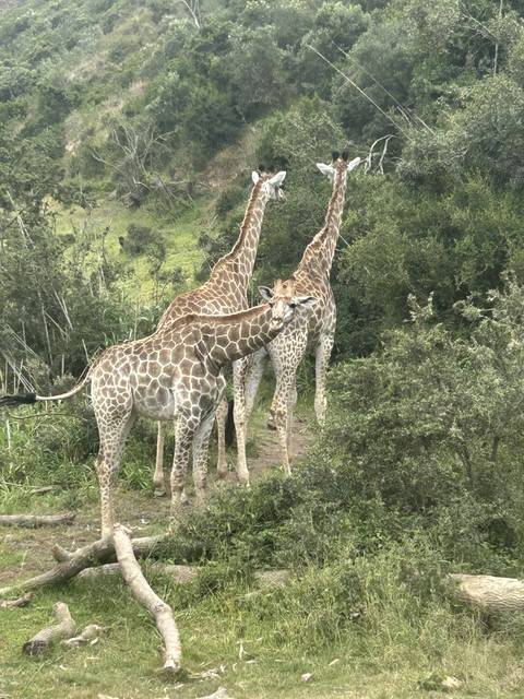 Giraffes in a lush, green environment.