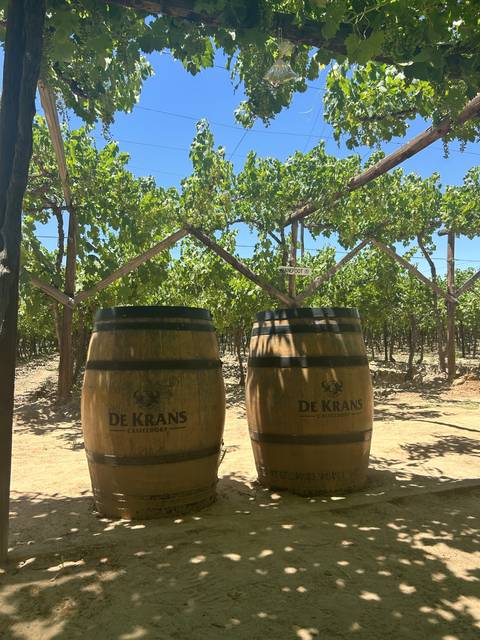 Two wooden barrels sitting beneath grapevines.