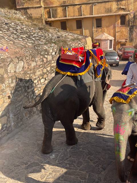       Elephants decorated and waiting.
  