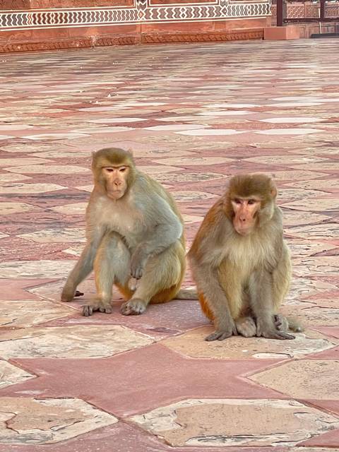       Two monkeys on patterned stone ground.
  
