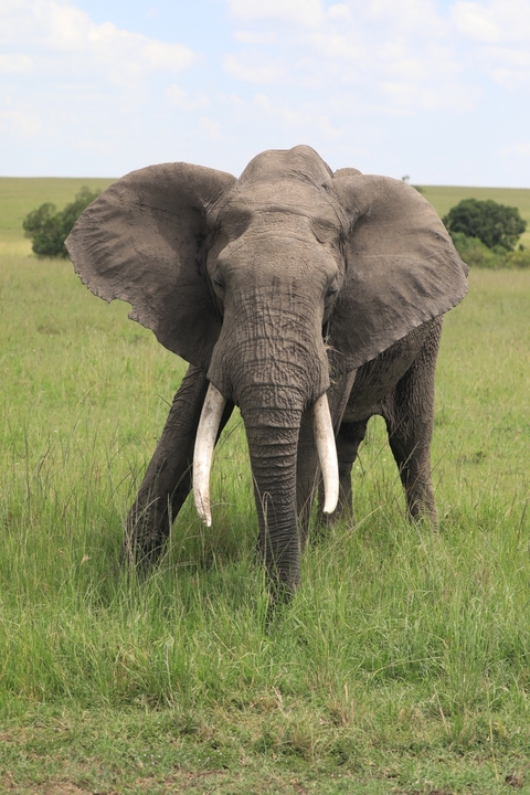 Close-up of an elephant with tusks in the Maasai Mara.