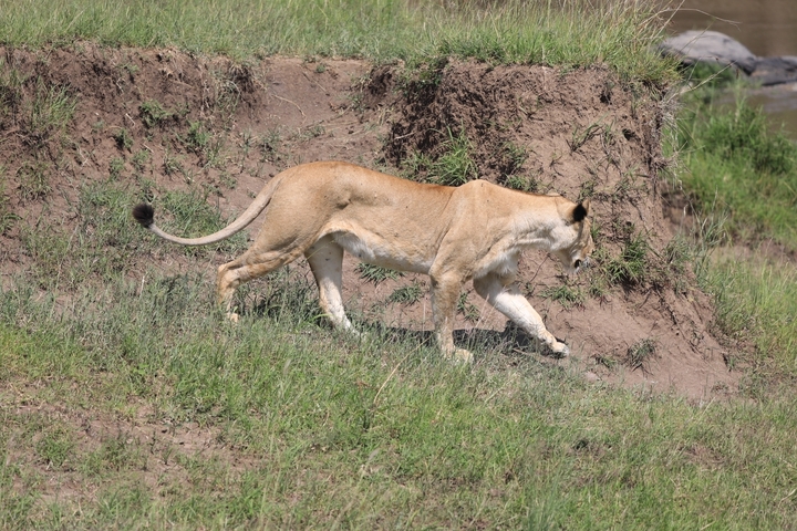 Lone lion walking in the Maasai Mara landscape.