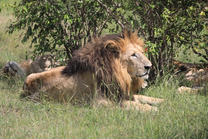Lion resting in the shade in Maasai Mara.
