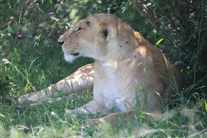 Lion resting under a bush in Maasai Mara.