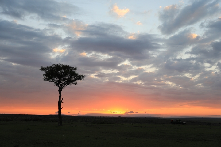 A tree and a safari vehicle against a colorful sunset.