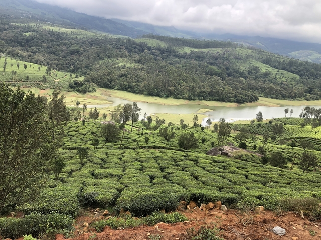 View of green tea fields with hills and a river in the background.