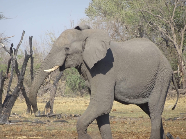 Elephant walking through dry landscape.