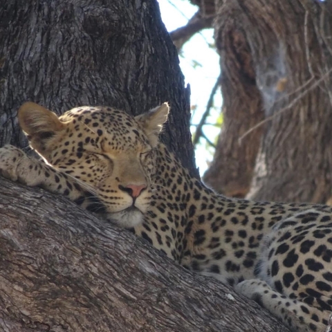 Leopard resting on a tree branch.