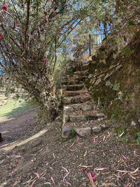 Stone steps leading through dense vegetation.