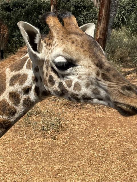 Side view of a giraffe's head.