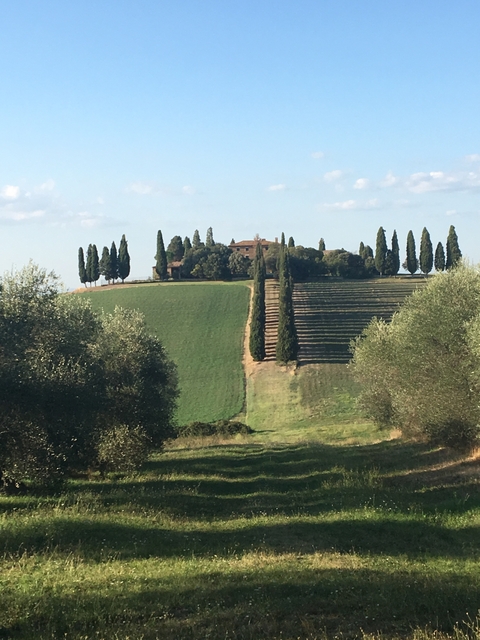       Rolling hills with a farm and cypress trees.
  