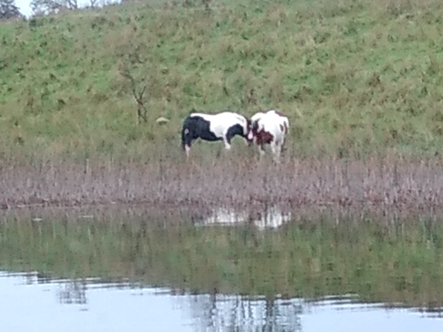Two cows in a field with reflection in water.