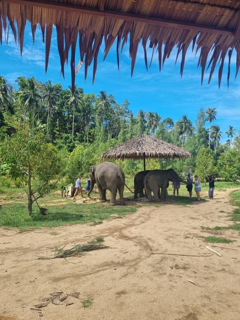 Elephants under a thatched shelter in a tropical setting.