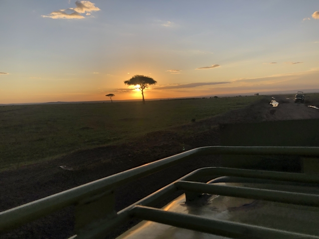 Scenic view of a tree with a sunset in a savannah landscape.